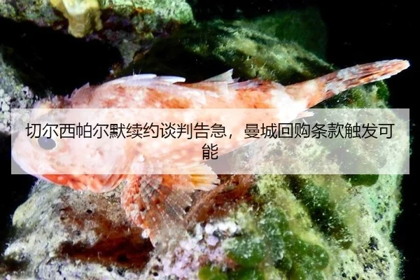 切尔西帕尔默续约谈判告急，曼城回购条款触发可能
